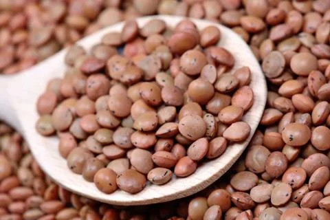 Brown lentils in a spoon Stock Photos