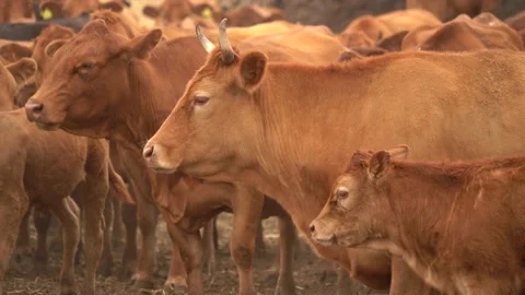 Brown limousine cows on farm. Stock Footage 138350179