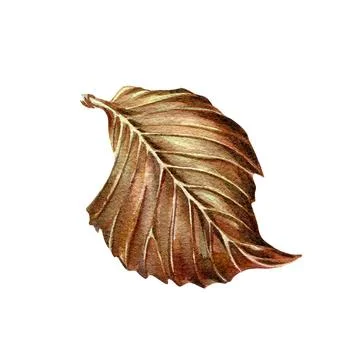 Brown linden tree leaf isolated on white background. Watercolor hand drawing Stock Illustration