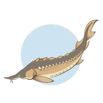 Brown line Sturgeon Stock Illustration