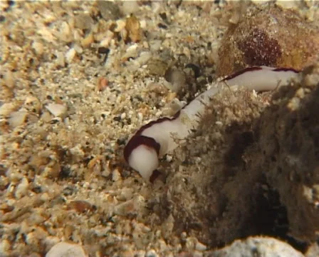 Brown lined white nemertean worm walking at night, Baseodiscus hemprichii, Stock Footage