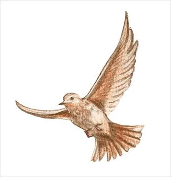 A brown little bird in flight, a nightingale. Illustration. Stock Illustration