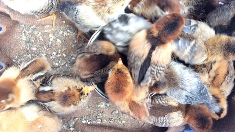 Brown little chicks Stock Footage 125802024