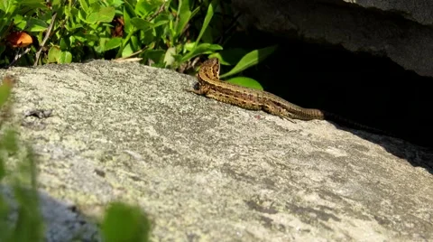 Brown lizard basking in the sun Stock Footage 68860117