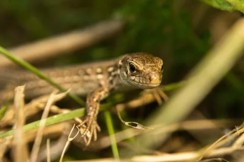 Brown lizard basking in the sun, summer day Stock Photos