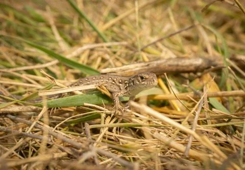 Brown lizard basking in the sun, summer day Stock Photos