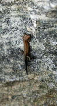 Brown Lizard Camouflaged on Rock Surface Foto stock