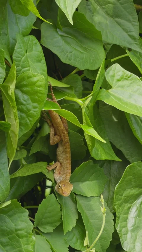 Brown Lizard Clings to Dense Green Foliage in a Close View, Showcasing Camouflag Stock Footage 343558112