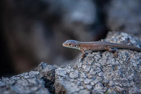A brown lizard on a dry field looking for water. Stock Photos