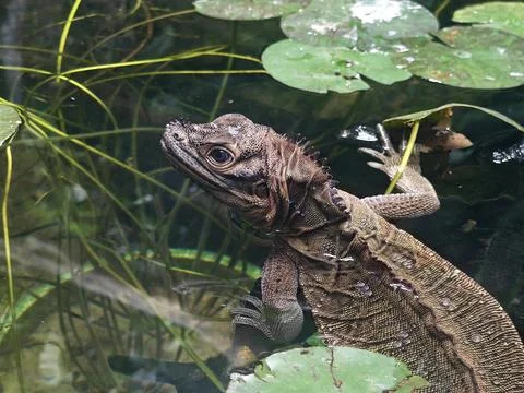 A brown lizard float on the water under sunny day Stock Photos