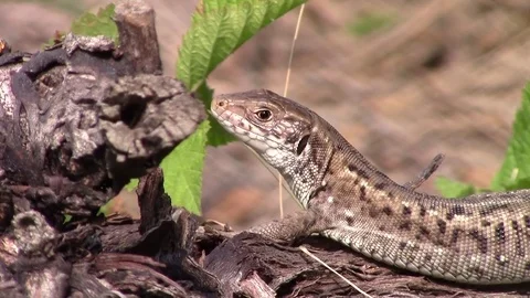 Brown lizard Stock Footage 81533591