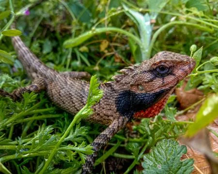 Brown lizard on green grass basking in sunlight Stock Photos