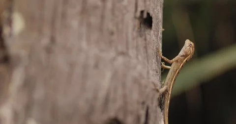 Brown Lizard Gripping Tree Bark In Forest Close Up Wildlife Scene Stock Footage 346946302