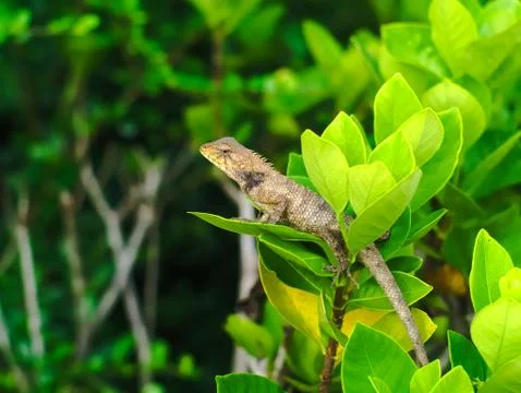 Brown lizard hidden in a bush 写真素材