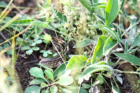 Brown lizard hiding between green plants Stock Photos
