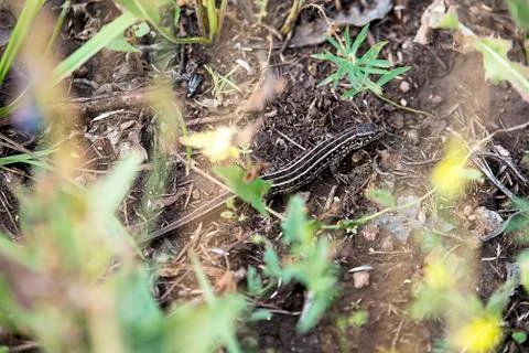 Brown lizard hiding between green plants Stock Photos