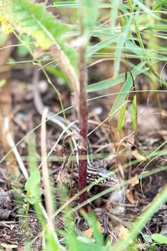 Brown lizard hiding between green plants Stock Photos
