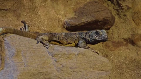 A brown lizard in motion Stock Footage 299373176