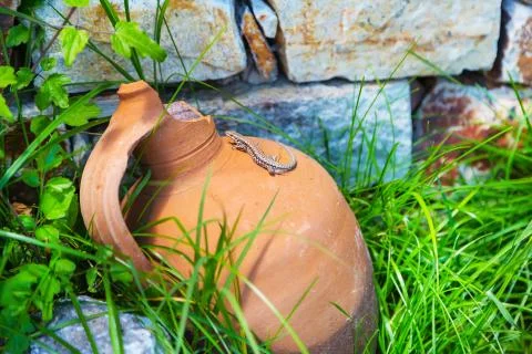 Brown lizard on the old broken jug Stock Photos