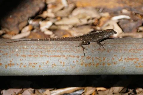 Brown lizard perched on rusted pipe, blending into surroundings with camouf.. Stock Photos