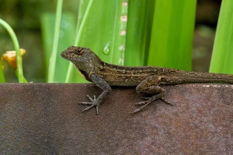 Brown lizard perches on rusty metal surface Stock Photos