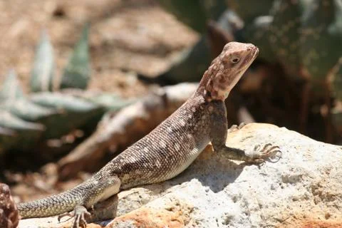 Brown lizard Foto stock