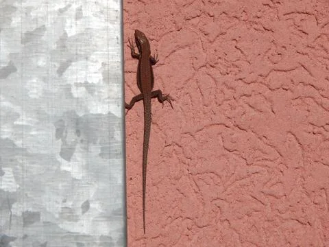 Brown lizard on the pink facade next to the gutter Foto stock