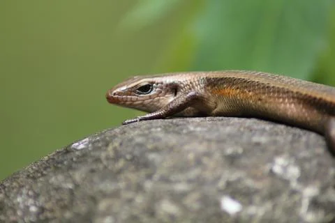 A brown lizard rests on a rock 스톡 사진