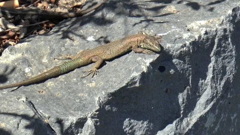 Brown Lizard on Rock Medium Shot Stock Footage 127324313