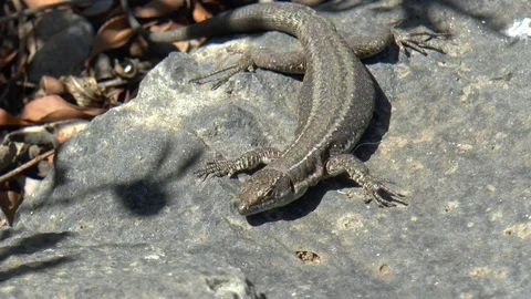 Brown Lizard Scurrying Off a Rock Stock Footage 127323249