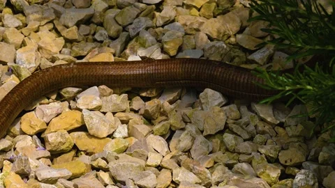Brown lizard snake  Stock-Footage 139344840