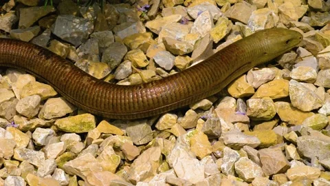 Brown lizard snake  Stock-Footage 139344887