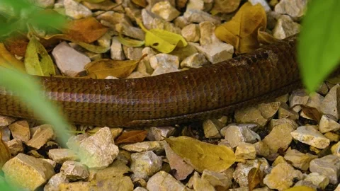 Brown lizard snake  Stock-Footage 139344932