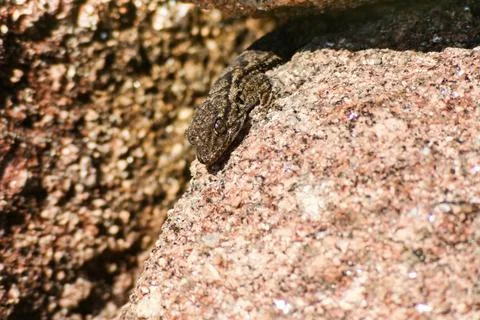 Brown lizard taking sunbath on hot stone 写真素材
