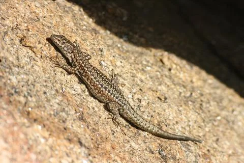 Brown lizard taking sunbath on hot stone Stock Photos