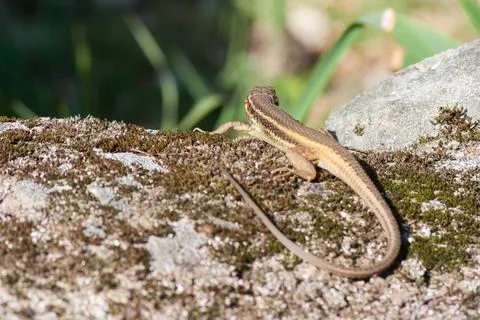 Brown lizard taking sunbath on hot stone Stock Photos