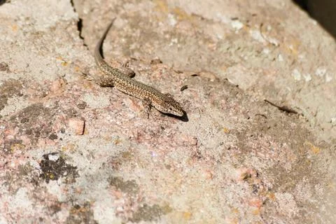 Brown lizard taking sunbath on hot stone Stock Photos