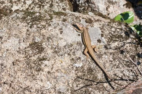 Brown lizard taking sunbath on hot stone 写真素材