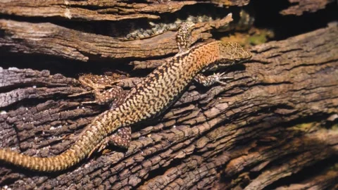 A brown Lizard on a tree log Stock Footage 251379979