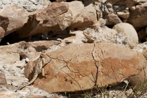 Brown lizard under the sun on a wall made of stone Stock Photos