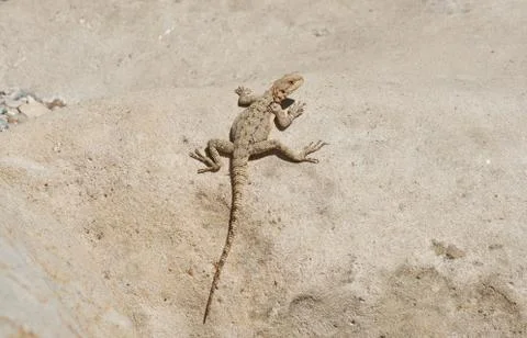 Brown lizard under the sun on a wall made of stone Stock Photos