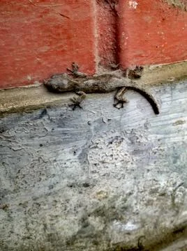 Brown lizard on a wall Photos