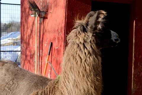 Brown Llama in Barnyard Stock Photos