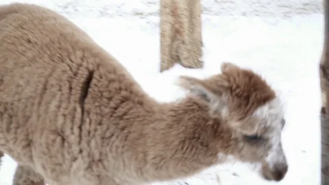 Brown llama eating from the snow Video stock 73366554