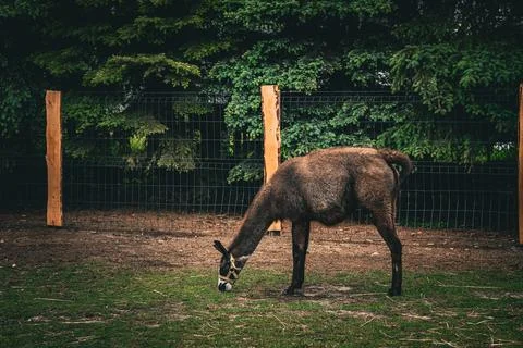 A brown llama feeding on grass while standing behind a metal fence. Foto stock