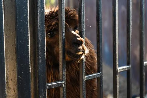 A brown llama leaned out through an iron fence at the Minsk zoo Stock Photos