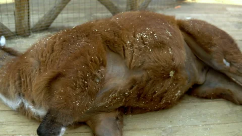 A brown llama lies on its side in the corral of a petting zoo Stock Footage 153875361