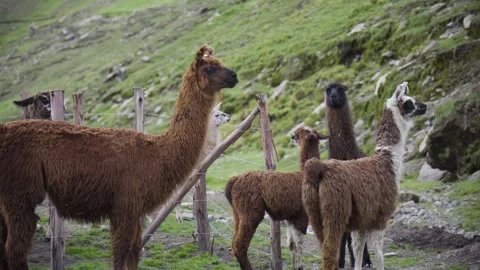 Brown llama looking to camera while grazning Stock Footage 272461110