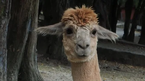 Brown llama looking in different directions slow motion Stock Footage 311258363