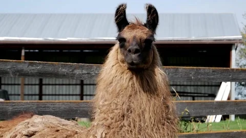 Brown Llama Medium Shot Stock Footage 142160507